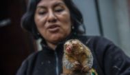A pygmy anteater (Cyclopes didactylus), known as a silky anteater, is seen at the Huachipa Zoo in Lima, Peru on October 26, 2016. AFP / Ernesto BENAVIDES