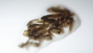 View of pupas of transgenic mosquito Aedes aegypti OX513A, which host reproductive capability is altered, in Piracicaba, Sao Paulo, Brazil on October 26, 2016. Governments and philanthropists announced an $18 million plan to release mosquitoes resistant t