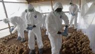 FILE PHOTO: Workers from the Animal Protection Ministry cull chicks to contain an outbreak of bird flu at a farm in Ivory Coast August 14, 2015 (Reuters / Luc Gnago) 