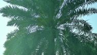 A man praying under a date palm yesterday afternoon as the mercury soared to 40 degrees Celsius in Doha. Pic: Baher Amin / The Peninsula