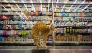 Representative image (A cat streches on a counter top in a Chinese and western medicine shop in Hong Kong on December 12, 2016. AFP / Anthony Wallace