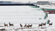 Deer gather at a depot used to store pipes for Transcanada Corps planned Keystone XL oil pipeline in Gascoyne, North Dakota, January 25, 2017 (REUTERS / Terray Sylvester) 
