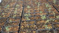 Qur’anic Botanic Garden has contributed 2,000 seedlings to Al Shabhana Association’s national tree campaign.