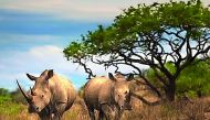 Qatar Airways has a policy of zero tolerance towards the illegal transportation of endangered species through its network.