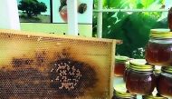 Locally produced honey at a farm in Qatar. 