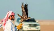 A participant on the first day of the 9th Qatar International Falcons and Hunting Festival, yesterday. 