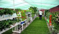 File photo of a hydroponics exhibition by the Ministry of Municipality and Environment in 2017.  