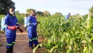 Farmers spraying their maize crops with pesticides (Photo courtesy: Afrika News / face2faceafrica.com) 