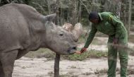 File photo: Sudan, the last surviving male northern white rhino, is fed by a warden at the Ol Pejeta Conservancy in Laikipia national park, Kenya May 3, 2017. REUTERS/Baz Ratner/File Photo