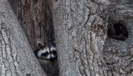 A raccoon rests in the hollow of a tree March 16, 2018 near Orchard Beach in New York. AFP / Don Emmert  