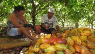 Rural workers break cocoa fruit at a farm in Medicilandia, Para state, Brazil, March 19, 2018.  Reuters/Marcelo Texeira