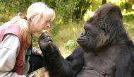 (FILES): This undated handout photograph obtained June 21, 2018 courtesy of The Gorilla Foundation shows the gorilla Koko and her lifelong teacher and friend Dr. Penny Patterson. AFP PHOTO / The Gorilla Foundation