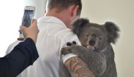 Chad Staples from the Featherdale Wildlife Sanctuary holds a four-year-old koala named Archer at a media event in Sydney on July 3, 2018. AFP / PETER PARKS