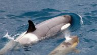 Representative image: Mother orca with calf near South Georgia Photo courtesy: Christopher Michel/Wikimedia Commons/CC BY 2.0