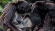 A spider monkey cub (Ateles hybrids), born two days ago, and its mother are pictured, at Santa Fe zoo, in Medellin, Antioquia department, Colombia on September 13, 2018. AFP / Joaquin Sarmiento
