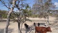 Cattle walk near Zimunya, in Zimbabwe's Manicaland province, June 20, 2018. Thomson Reuters Foundation/Andrew Mambondiyani