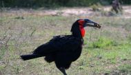 Picture of a Southern Ground Hornbill Bucorvus leadbeateri, taken in Kruger National Park. (Wikimedia Commons/ Kore / CC BY-SA 3.0)   