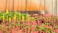 Canola plants are marked with coloured strips in a growth room at Monsanto Canada's plant breeding centre, where researchers are attempting to develop a clubroot-resistant canola variety, in Winnipeg, Manitoba, February 12, 2018. Reuters/Shannon VanRaes