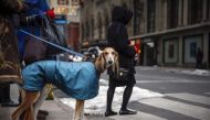 A dog waits on the corner of 31st street and 7th avenue in New York, February 9, 2014. Reuters/Shannon Stapleton