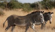 Grevy's zebras, the most threatened species of zebra, graze at the Mpala research centre in Laikipia County, Kenya, January 7, 2018. Reuters/Baz Ratner