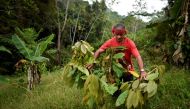 Colombian Luis Portilla, 63, checks a cocoa plant, at his farm in the Catatumbo region, Norte de Santander department, Colombia, on February 8, 2019. AFP / Luis Robayo 