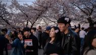 People pose for photos beneath cherry blossom at the Yeouido Cherry Blossom festival in Seoul on April 7, 2019.  AFP / Ed Jones 