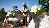 In this file photo taken on December 4, 2018 farmers weigh the cotton collected during the harvest in southern Mali. AFP / Michele Cattani 
