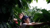 Coffee grower Rubiela and her daughter Camila pick coffee in San Carlos, Colombia, July 14, 2017. Reuters/Federico Rios
