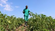 Horticulture farmer Prosper Chikwara walks through his green pepper field under irrigation outside Bulawayo, Zimbabwe, February 25, 2019. Thomson Reuters Foundation/Busani Bafana