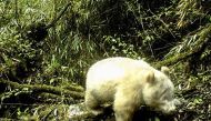 The albino panda was photographed while trekking through the forest in southwestern Sichuan province (AFP Photo/HANDOUT)