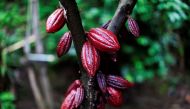 A cocoa tree with cocoa fruits is seen at El Carmen Estate in Jayaque, El Salvador, July 20, 2016. Reuters / Jose Cabezas
