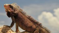 Green iguana from the island of St Thomas (Fred Hsu/Wikimedia Commons/CC BY-SA 3.0) 