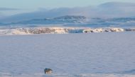 An undated handout picture obtained from the Russian Arctic National Park on March 4, 2019, shows a polar bear off the coast of the remote northern Novaya Zemlya archipelago of Russia AFP