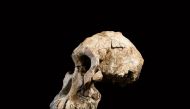 This handout photograph released by The Cleveland Museum of Natural History on August 28, 2019, shows fragments of an Australopithecus skull found in Ethiopia. AFP/ Cleveland Museum of Natural History / Bence Viola/ Dale Omeri