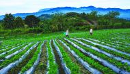 omen work in a strawberry farm in Bener Meriah, central Aceh province on September 1, 2019. AFP / Chaideer Mahyuddin
