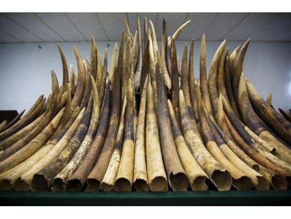Seized ivory tusks on display. Representational file photo.