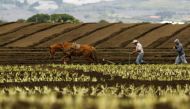 Farmers plough the land with the help of their horse on a plantation in Tierra Blanca de Cartago, east of San Jose, May 15, 2012. Reuters / Juan Carlos Ulate
 