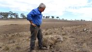 A photograph taken on August 27, 2019, shows grazier Gordon Youman helping a struggling sheep back onto its feet on his property at Guyra in regional New South Wales. AFP / William WEST 