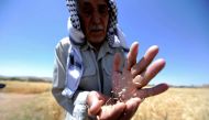 A farmer holds wheat in a field in Jdeidet Artouz, a suburb southwest of Damascus, Syria, June 19, 2017. Reuters / Omar Sanadiki
