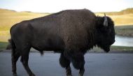 A bison walks in Yellowstone National Park in Wyoming, US on August 10, 2011. Reuters / Lucy Nicholson
 