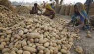 Farmers sort potatoes at a field in Badi Gohari village near Allahabad, April 1, 2010. reuters / Jitendra Prakash