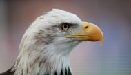  Representative image: Crystal Palace mascot Kayla the Eagle before a match. Reuters/Ian Walton 