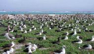 Midway Atoll, one of the older formations in the Hawaiian Islands chain, provides nesting habitat for millions of seabirds, including Laysan albatross and black-footed albatross.
(Photo: David Patte/USFWS)
