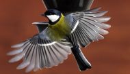A tomtit flying towards a manger in the village of Troitskoye, outside Moscow on March 11, 2017. AFP / Yuri Kadobnov