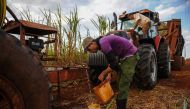 Representative image (Men work in a cane field in Calimete Matanzas province in Cuba on March 16, 2017) AFP
