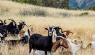 FILE PHOTO: Goats, deployed on scrubland surrounding the Ronald Reagan Presidential Foundation & Institute, gather in Simi Valley, California, in an undated photo released to Reuters on December 6, 2019. Courtesy The Ronald Reagan Presidential Foundation 