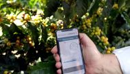 A farmer shows an irrigation management system app on his mobile phone at a coffee plantation in Sao Sebastiao do Paraiso, Brazil April 22, 2019. Reuters/Amanda Perobelli