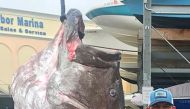 A 350-pound Warsaw grouper caught in waters off Florida thought to be 50-years-old. Jason Boyll of Sarasota, Florida caught the 350-pound grouper on December 29, 2019 in about 600 feet of water using just a hook and line. AFP /Florida Fish And Wildlife Co