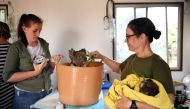 An injured koala is treated by volunteer Cassie Riggs and Lieutenant Susie Rattiganat the Kangaroo Island Wildlife Park, at the Wildlife Emergency Response Centre in Parndana, Kangaroo Island, Australia January 19, 2020. Reuters/Tracey Nearmy
 