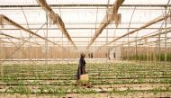Fone Coulibaly walks inside of one of Amadou Sidibe's greenhouses in Katibougou, Mali February 12, 2020. Picture taken February 12, 2020. REUTERS/Annie Risemberg